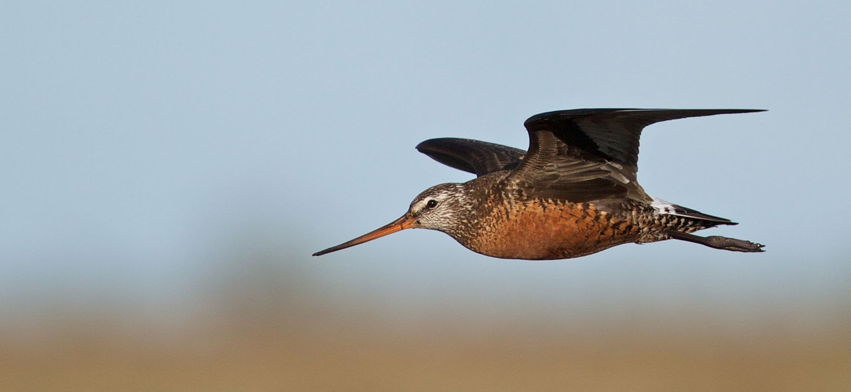 biodiversidad y ecosistema